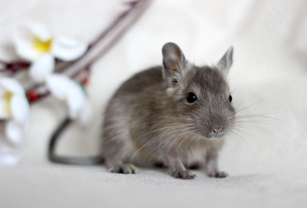 The Ultimate Guide to Setting Up a Happy Home for Your Degu