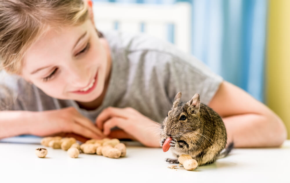 Degu Diet: A Comprehensive Guide for Responsible Pet Owners